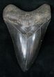 Glossy Lower Megalodon Tooth - Medway Sound #12292-1